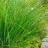 Carex elata -- Steife Segge